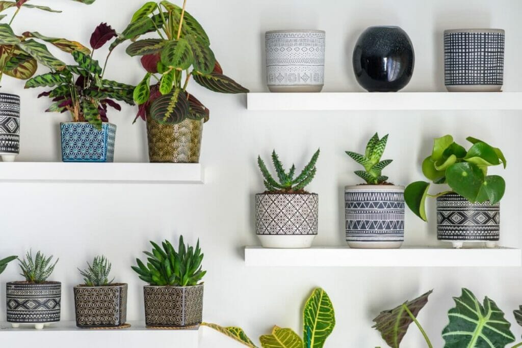 The Role of Plants in Feng Shui