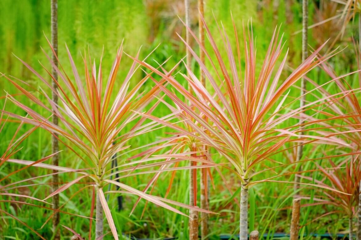 The Ultimate Light Guide for Dracaena Owners – Stop Guessing, Start ...