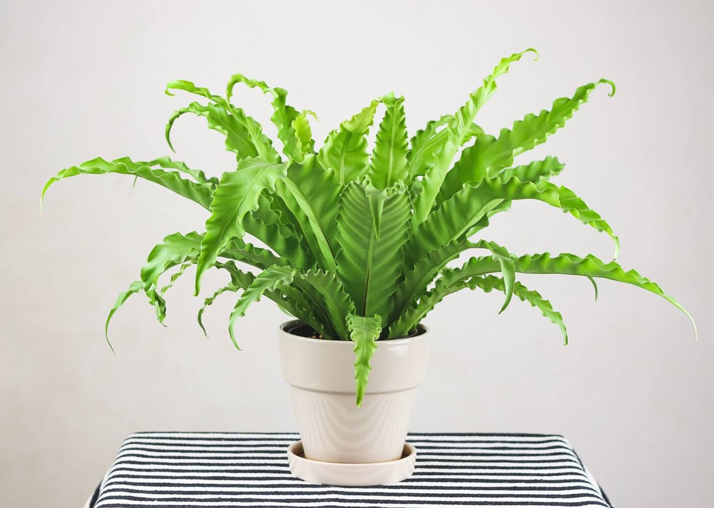 Bird's Nest Ferns Archives - Petal Republic