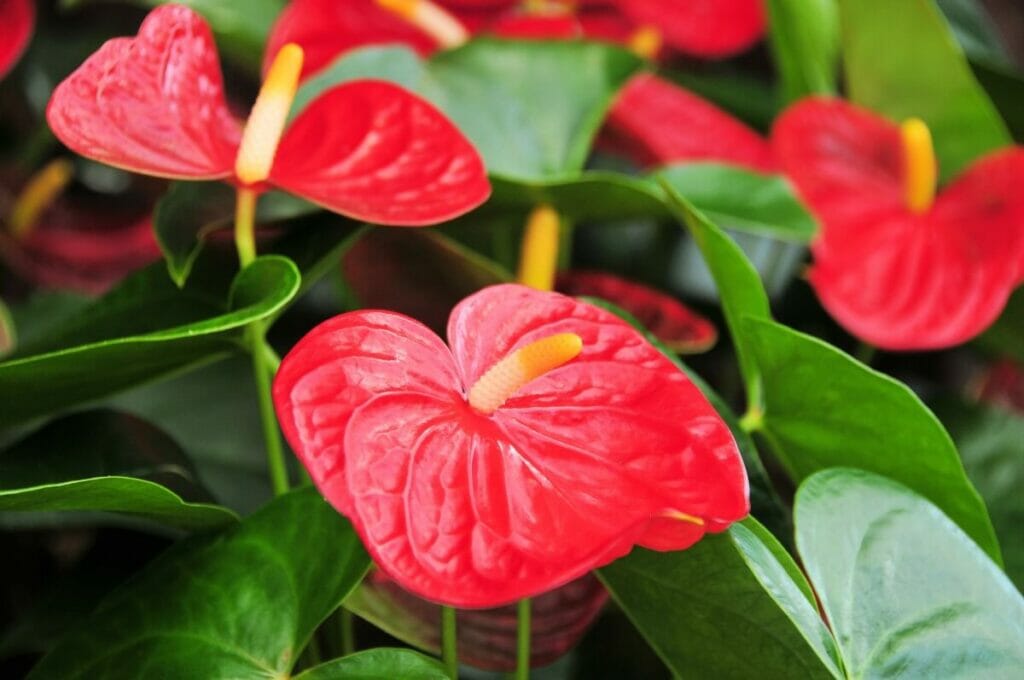 When to Water Anthurium Plants