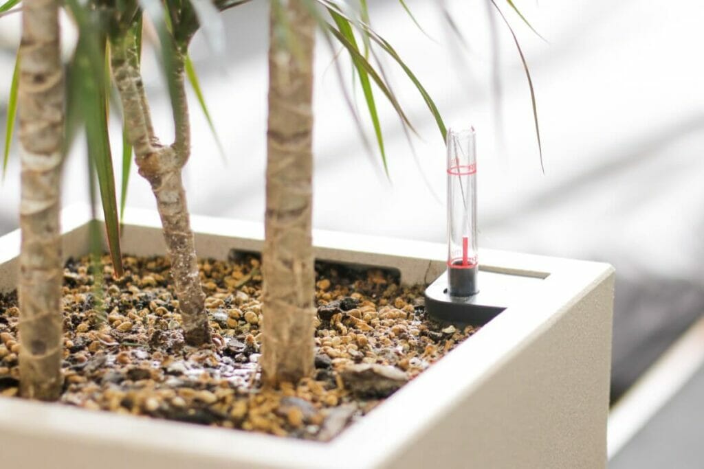 When to Water Dracaena Marginata