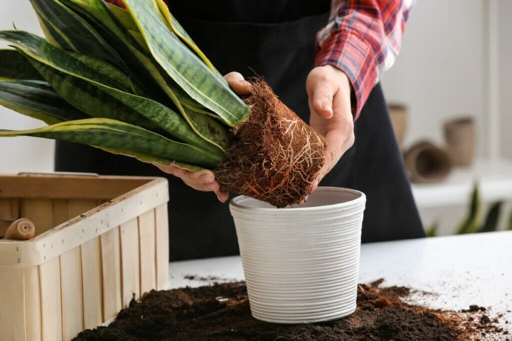 Why Repotting Snake Plants is Necessary