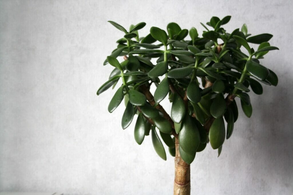 11 Amazing Benefits of Jade Plants Petal Republic