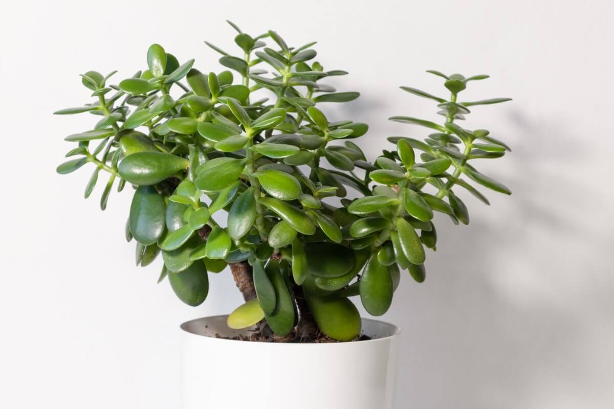 How Big and Fast Do Jade Plants Grow? (Essential Guide) Petal Republic