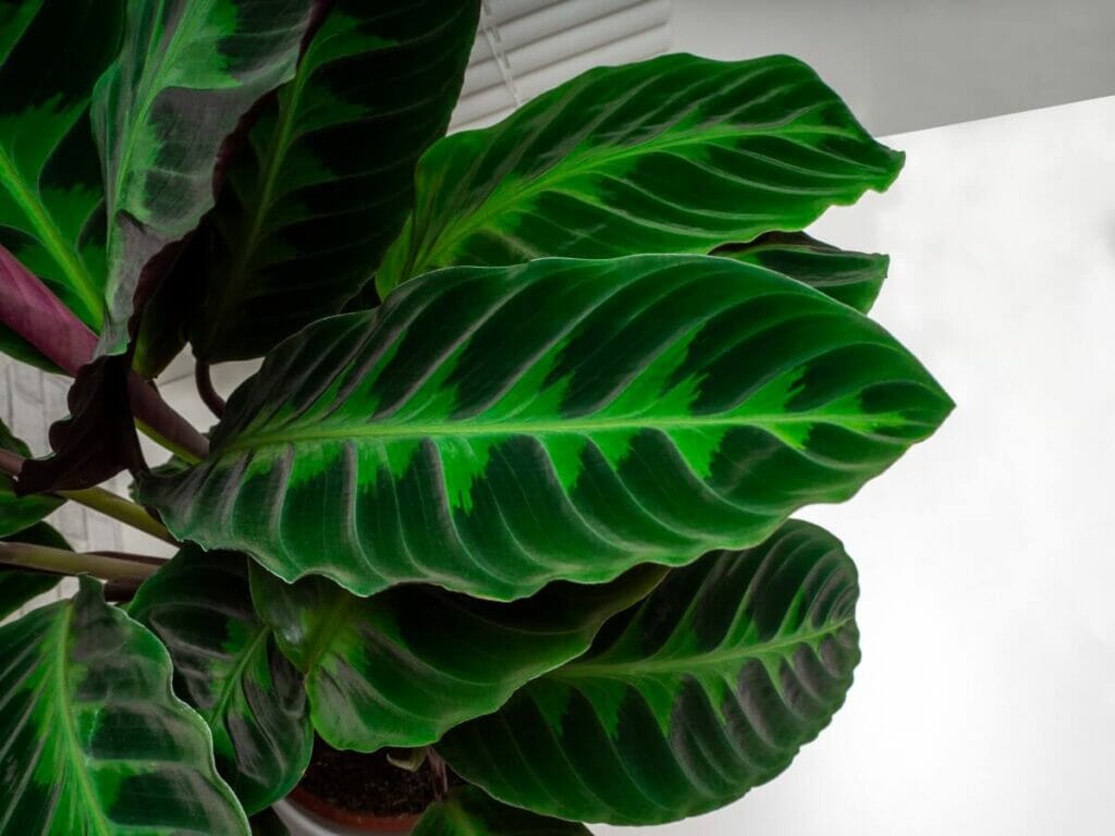 Calathea warscewiczii (Velvet Calathea)