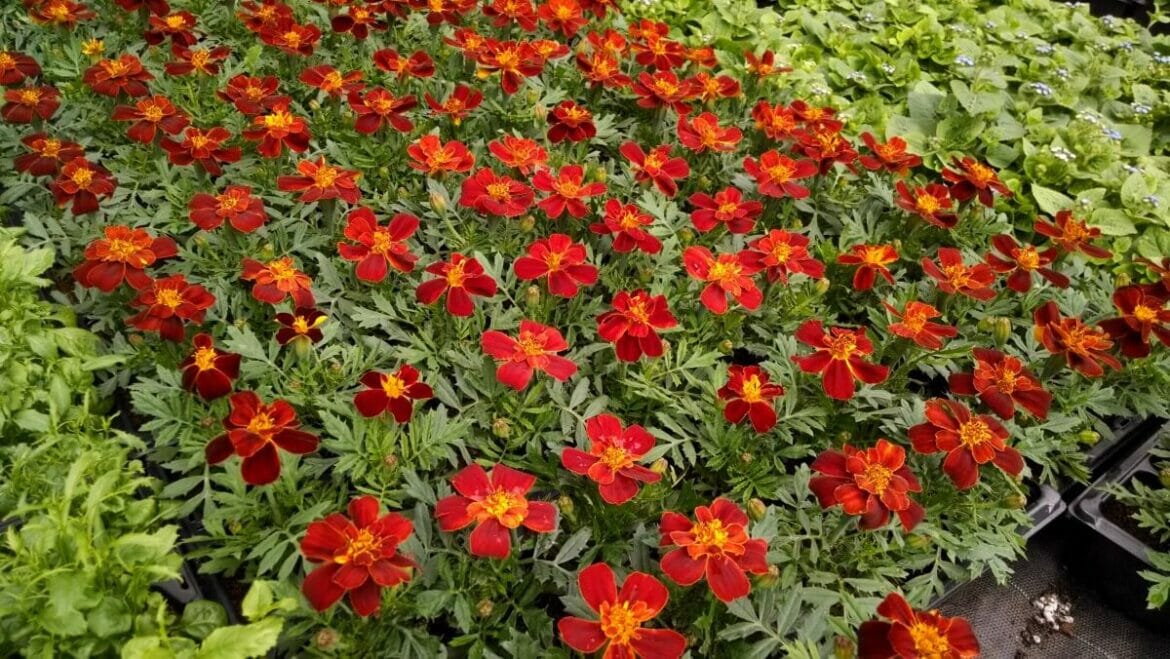 What Color Do Marigolds Come In? (Ultimate Guide) Petal Republic
