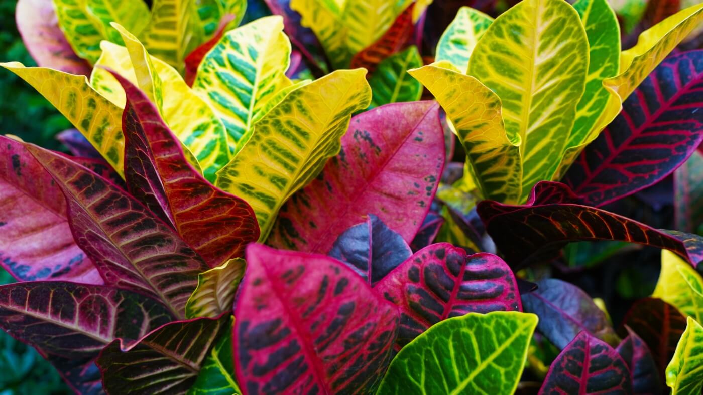 How Much Light Do Croton Plants Need? (Essential Tips)