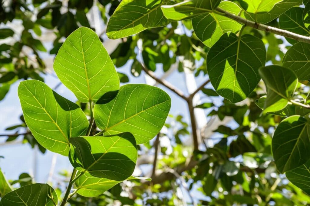 How Much Light Do Ficus Audrey Plants Need? (Essential Tips)