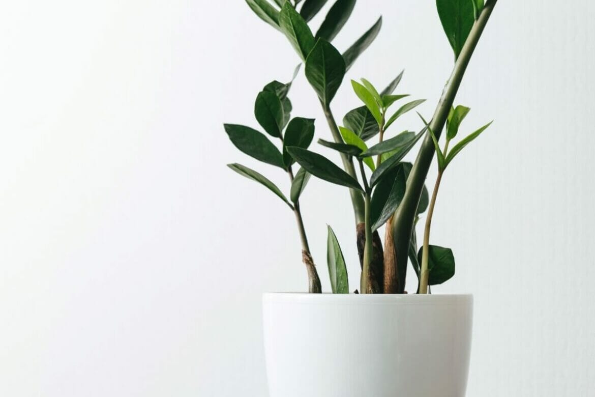 How to Fertilize ZZ Plants at Home (Essential Guide