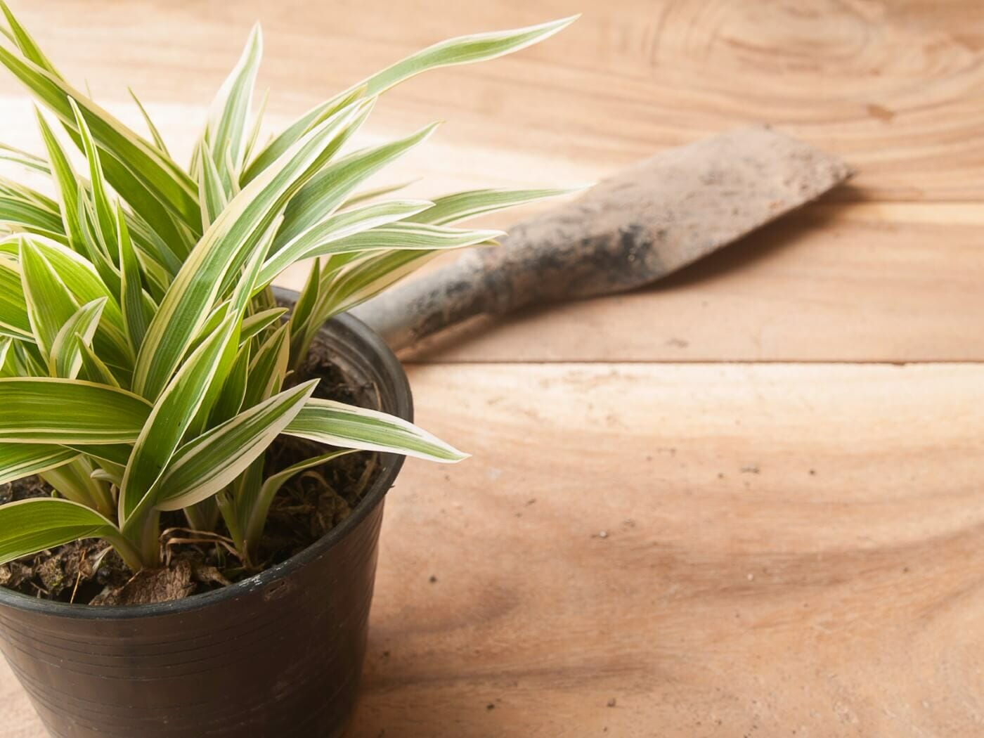 How to Propagate Spider Plants at Home (The Easy Way)