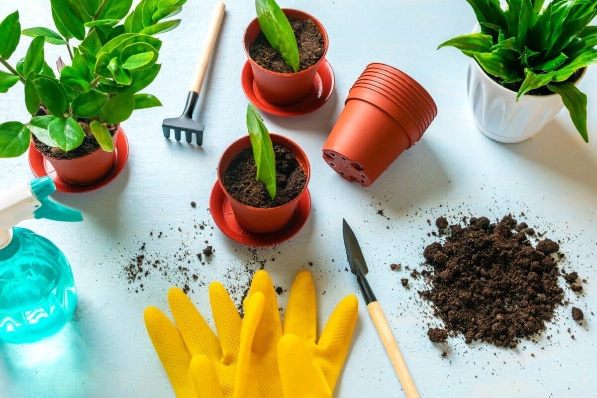 How To Propagate ZZ Plants At Home The Easy Way Petal Republic
