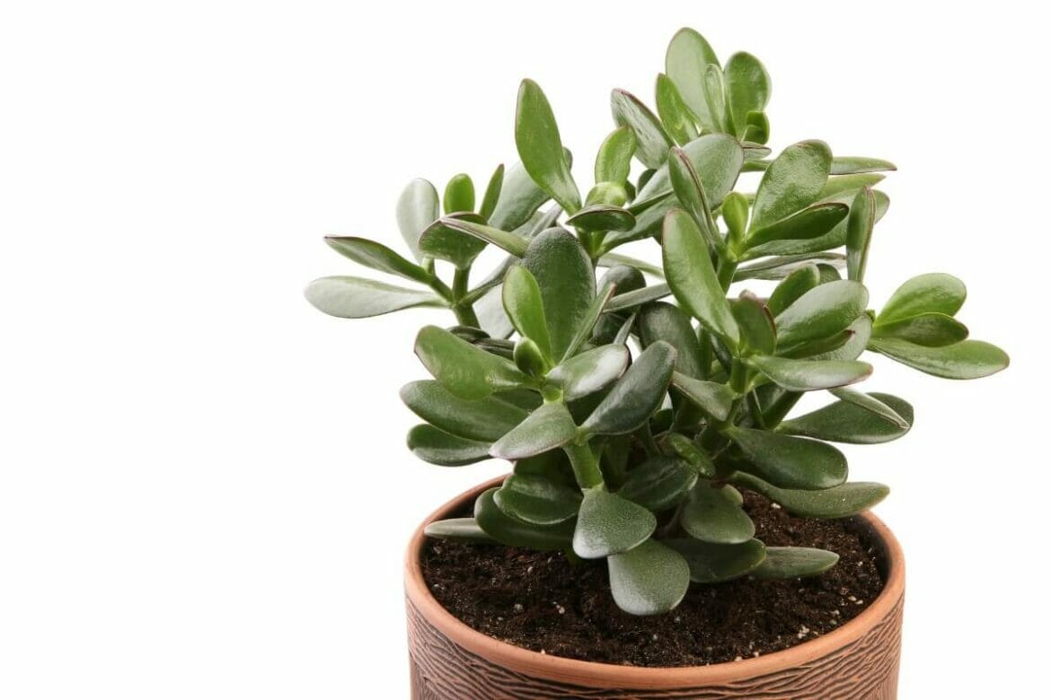 When and How to Repot a Jade Plant (Essential Tips) Petal Republic