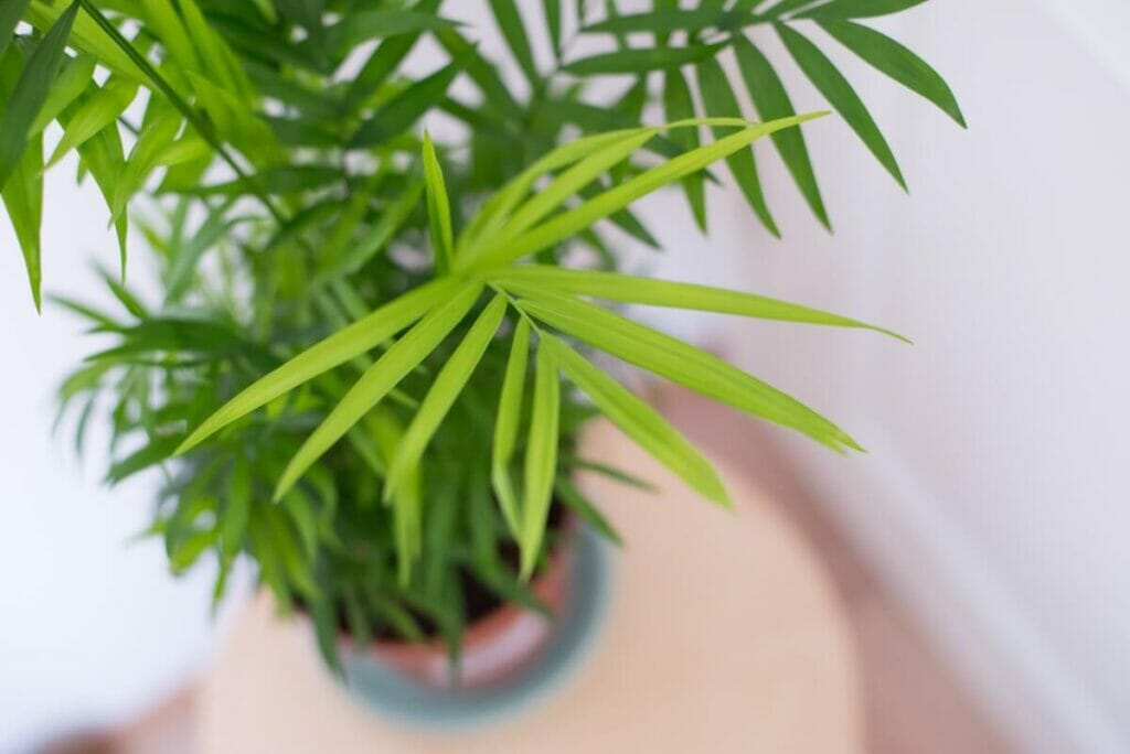 A parlor palm plant growing indoors