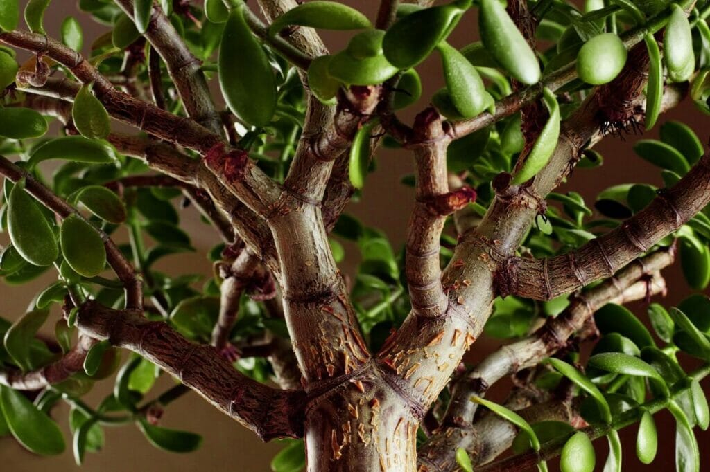 Jade Plant Meaning and Symbolism (Ultimate Guide)
