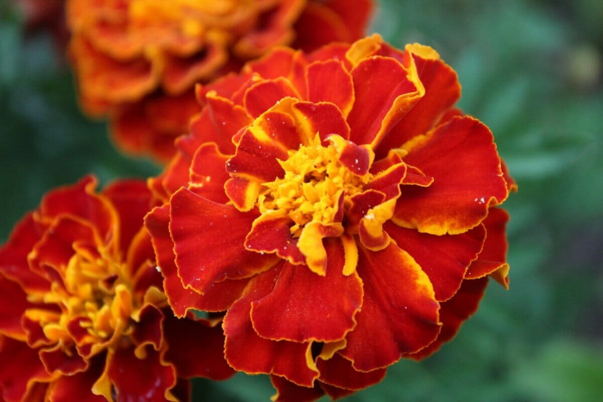 Every Marigold Flower Color With Photos