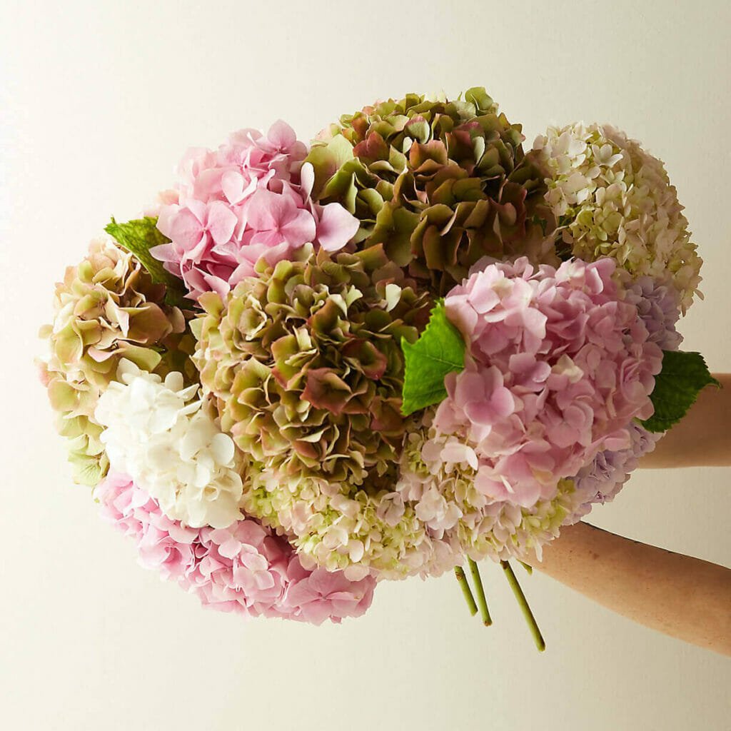 Terrain Fresh Hydrangea Bunch