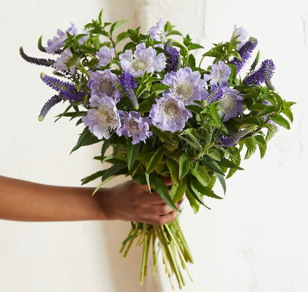 Terrain's Summer Scabiosa Veronica Mint Bouquet