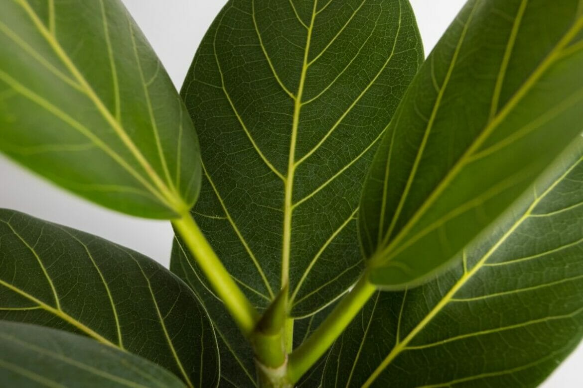 How Much Light Do Ficus Audrey Plants Need? (Essential