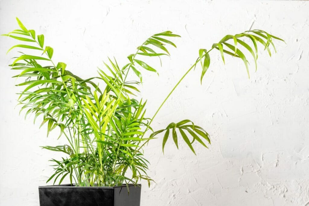 A parlor palm plant in a black potting container indoors against a white wall