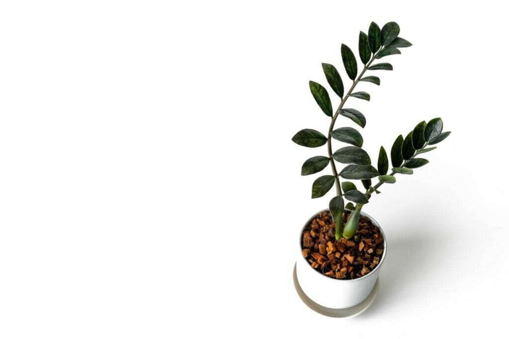 How to Fertilize ZZ Plants at Home (Essential Guide