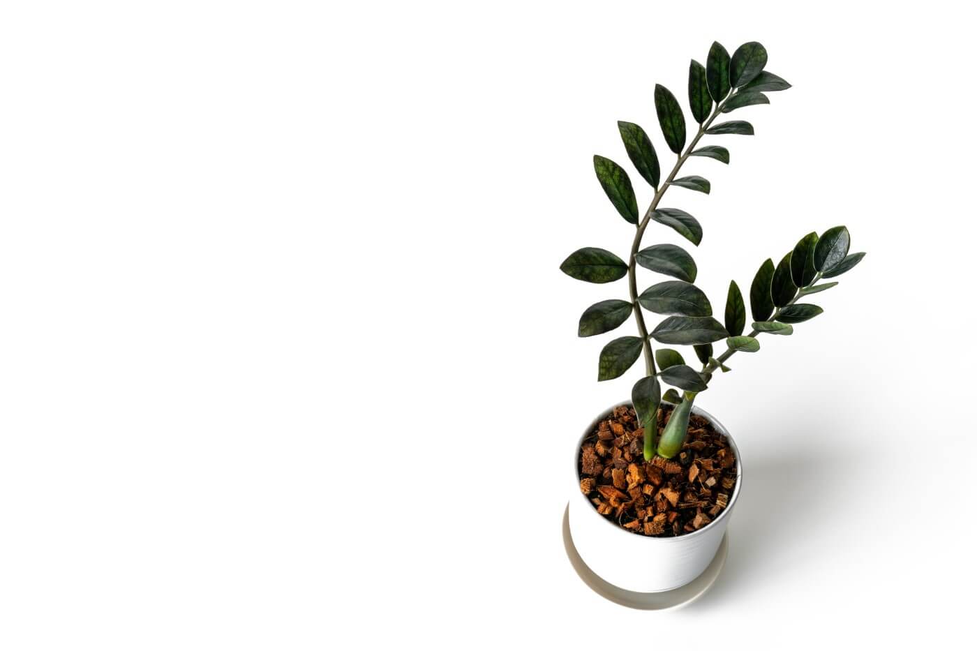 When and How to Fertilize ZZ Plants at Home