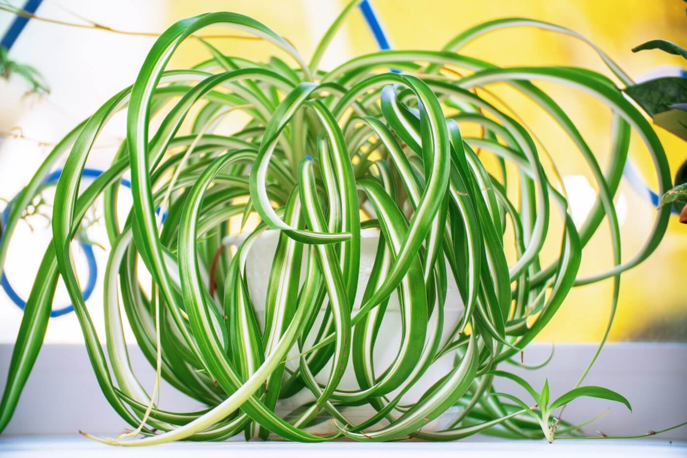 Planting & repotting spider plants - Plantura