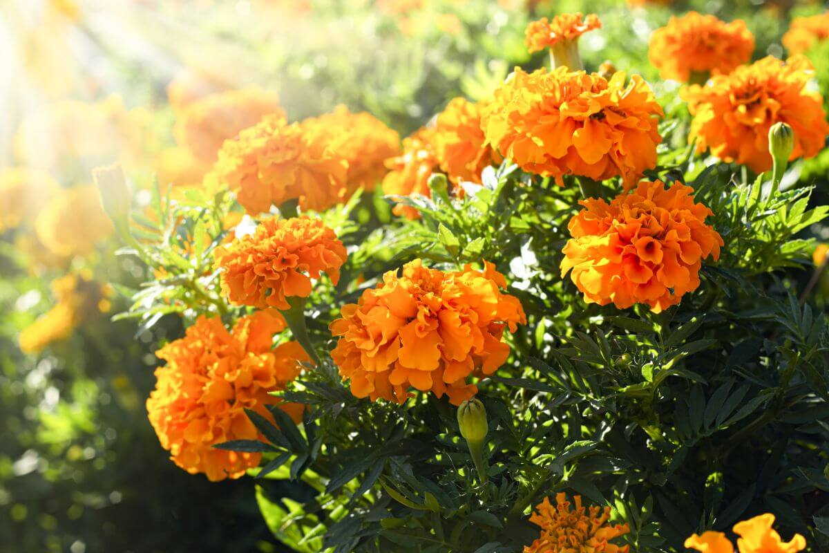 Tips for Cutting Marigolds for Longer Lasting Blooms