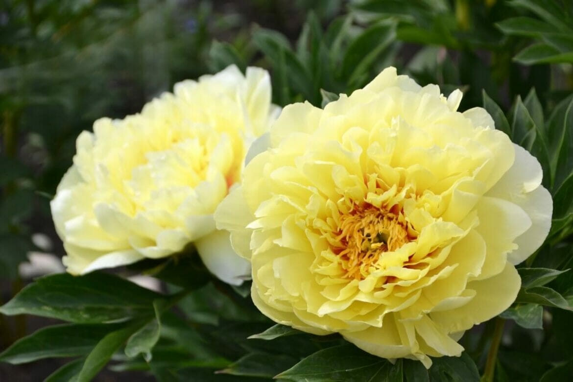 Every Peony Flower Color Detailed With Photos and Popular Types