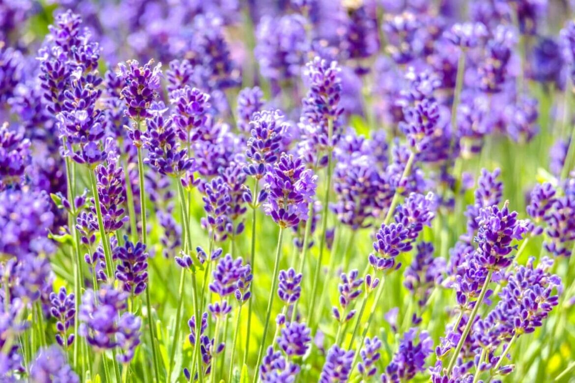 15 Best Types of Lavender To Grow In Your Garden Petal Republic
