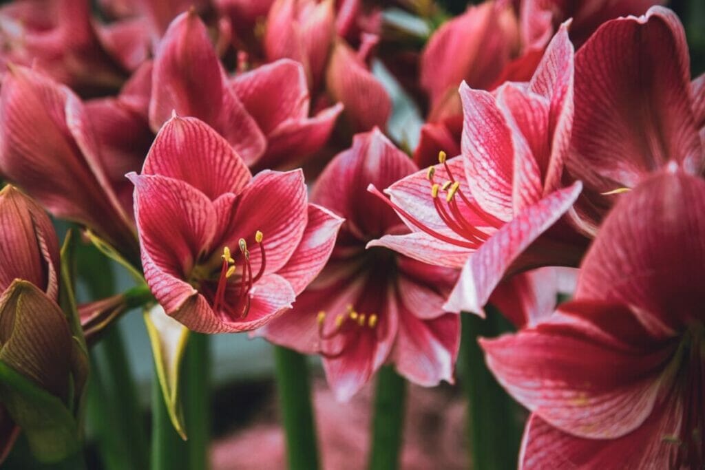 A cluster of red Amaryllis flowers in bloom