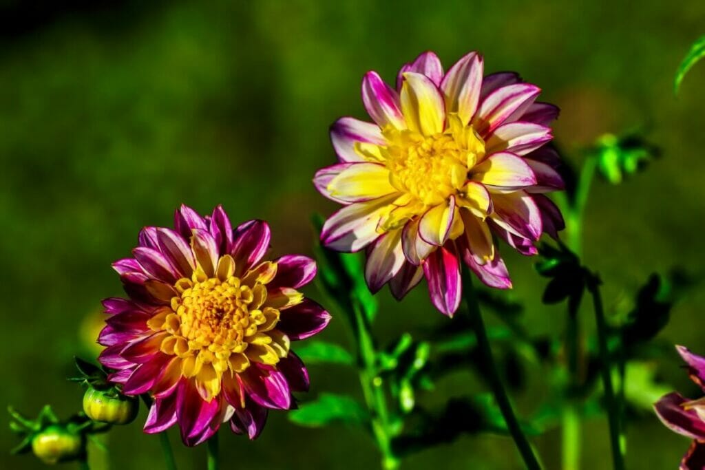 Purple and yellow Anemone dahlia flowers in bloom