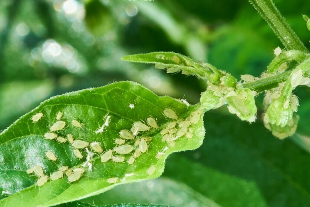 Aphids