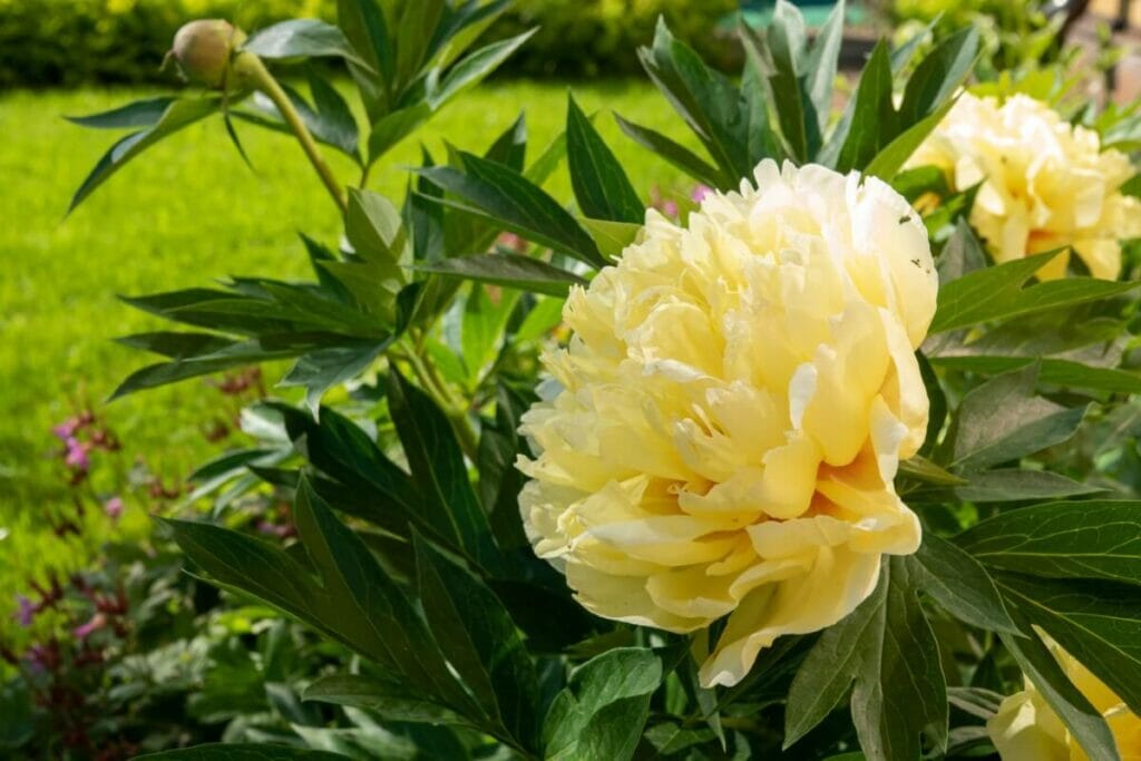 Bartzella Itoh Peony (Paeonia 'Bartzella')