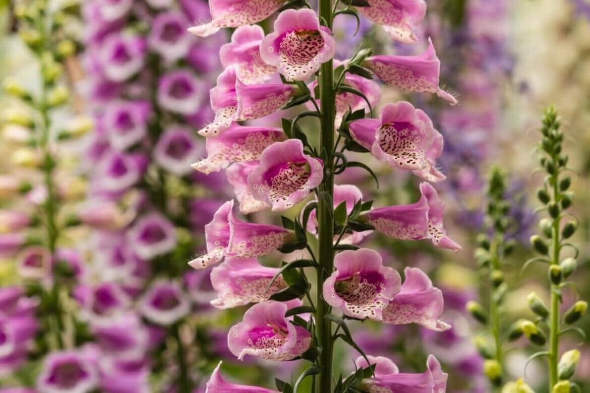 20 Botany Terms Every Gardener Should Know - Petal Republic