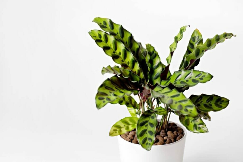 Calathea