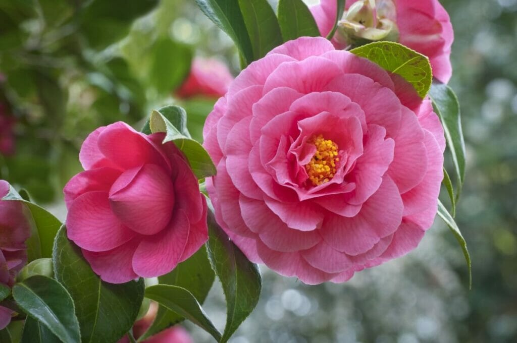 A branch with pink blloming camellia flowers