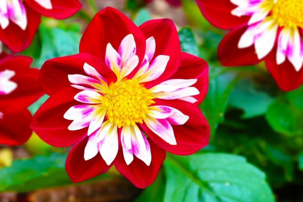 A cllection of colorful Collarette dahlia flowers
