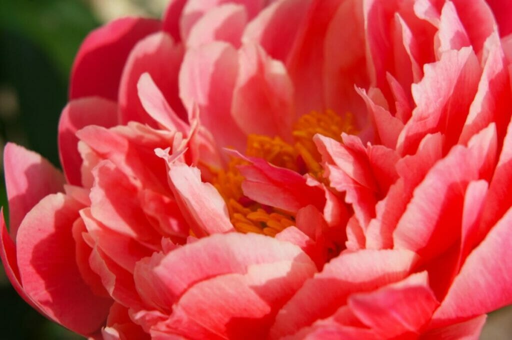 Coral Sunset Peony (Paeonia 'Coral Sunset')