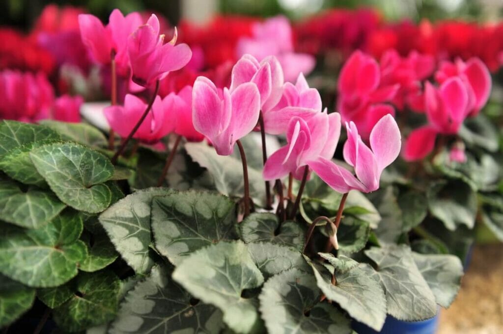 Cyclamen