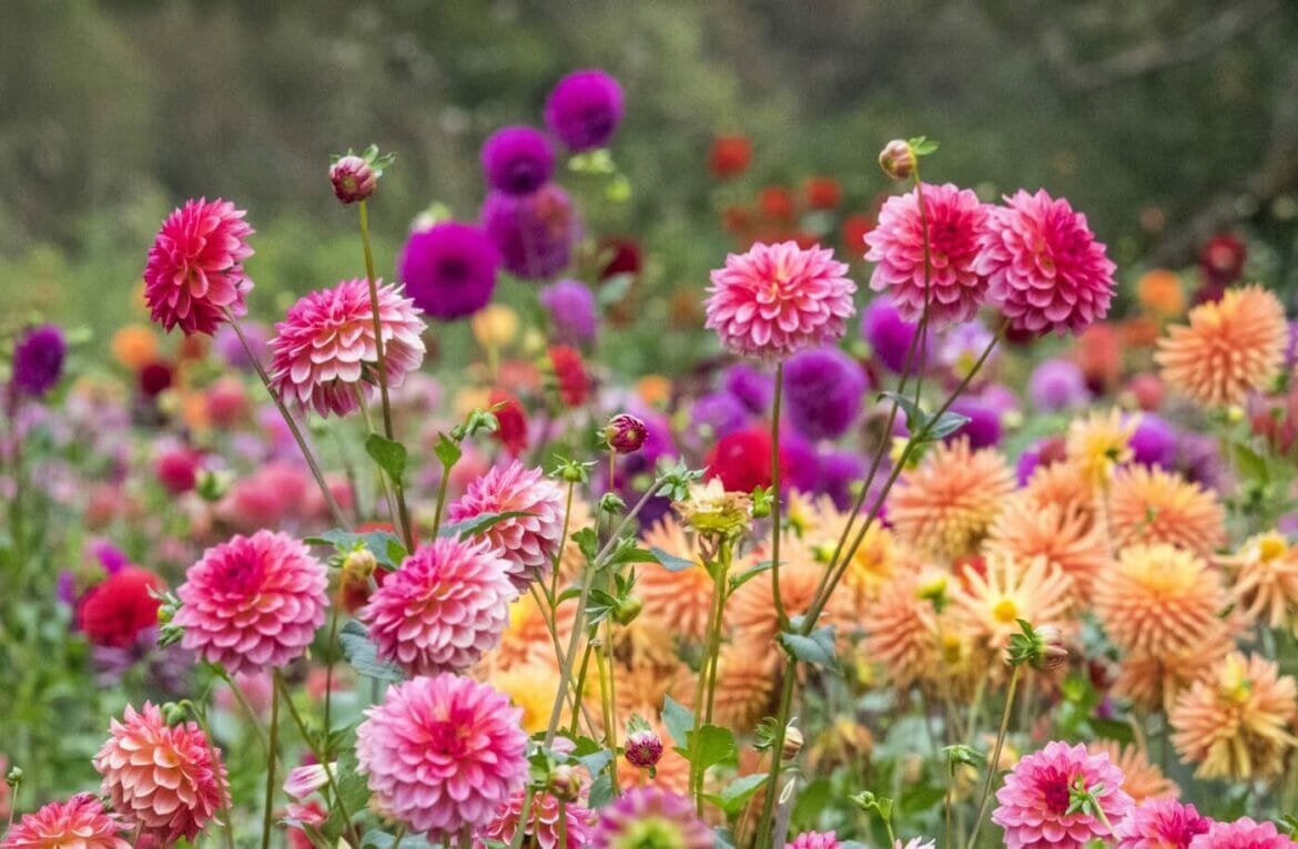 Dahlia Flower Uses, Benefits, and Interesting Facts - Petal Republic