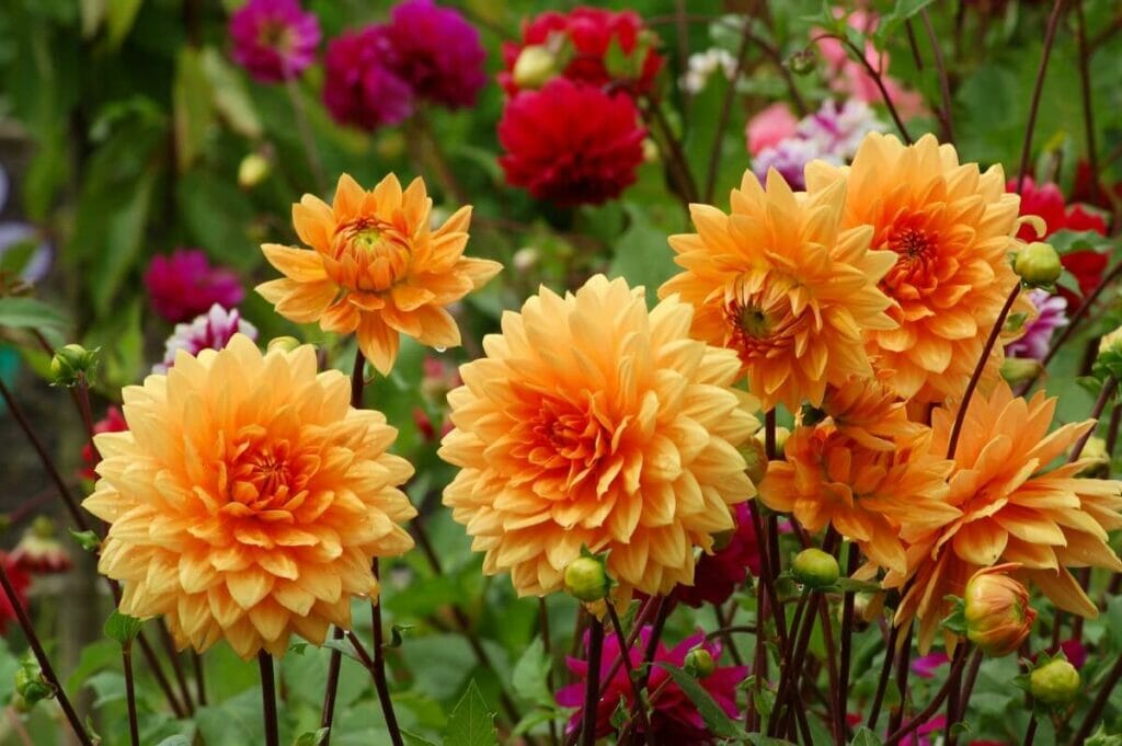 A collection of yellow and orange flowering Dahlias in a garden