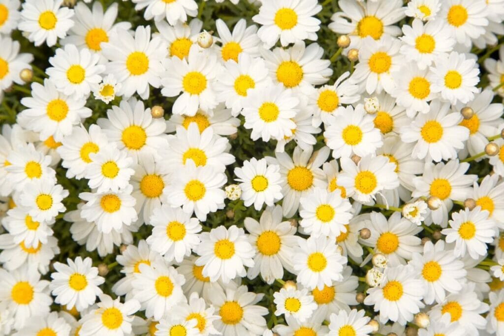 Daisies