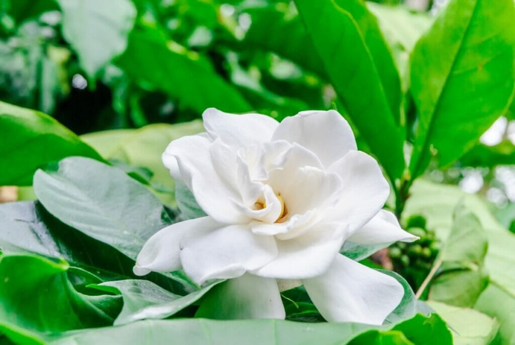 A single creamy-white gardenia flower in bloom