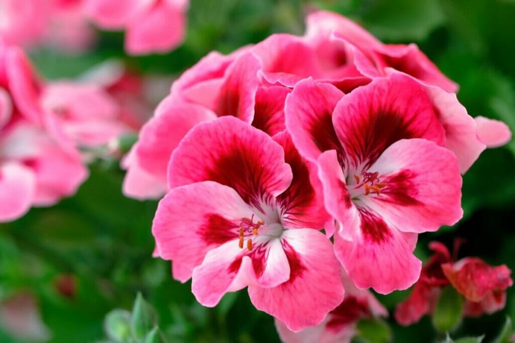 Geraniums