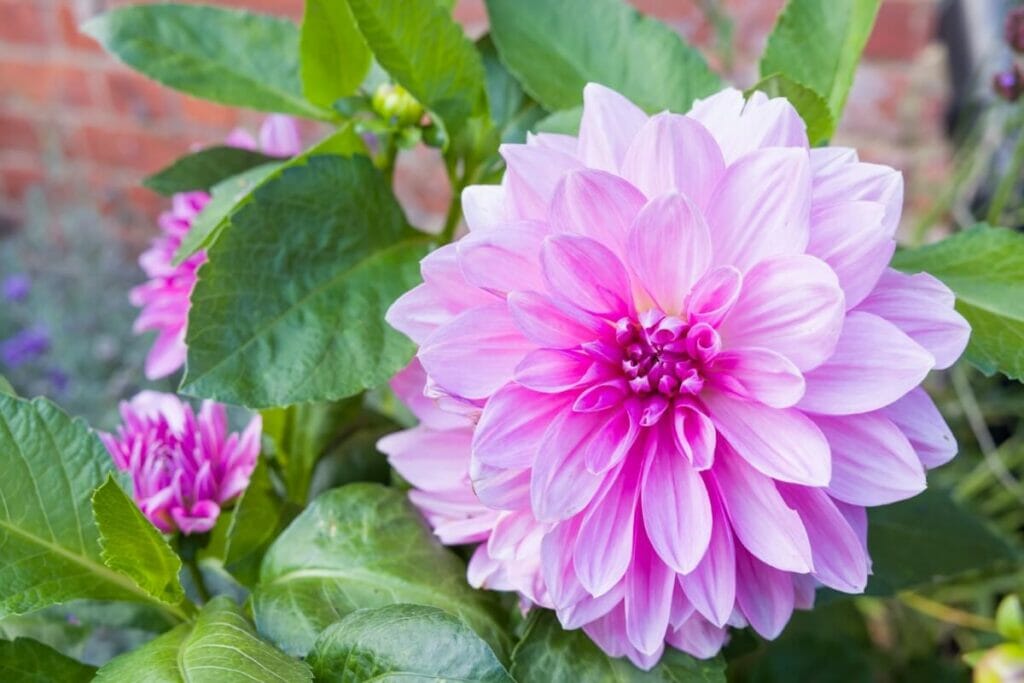 How Else Are Dahlias Measured?