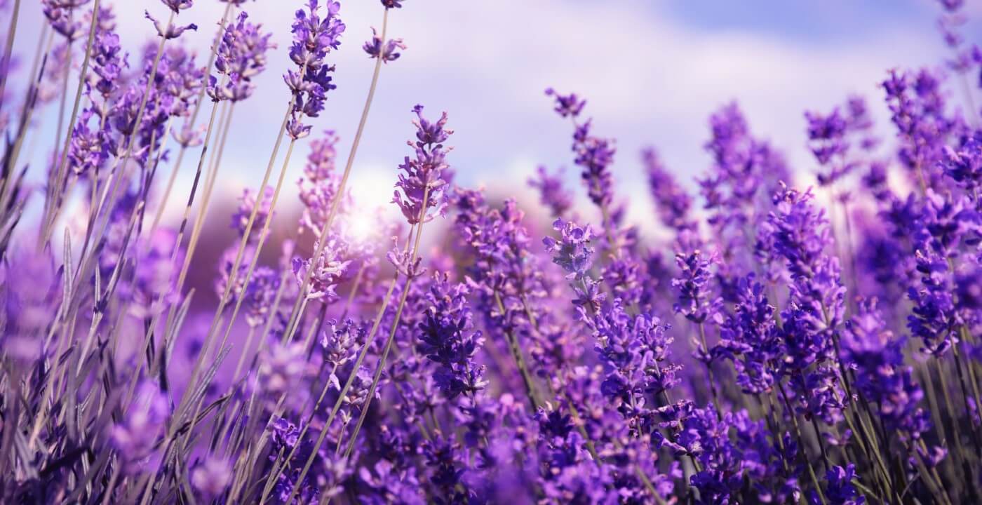 How to Harvest and Dry Fresh Picked Lavender