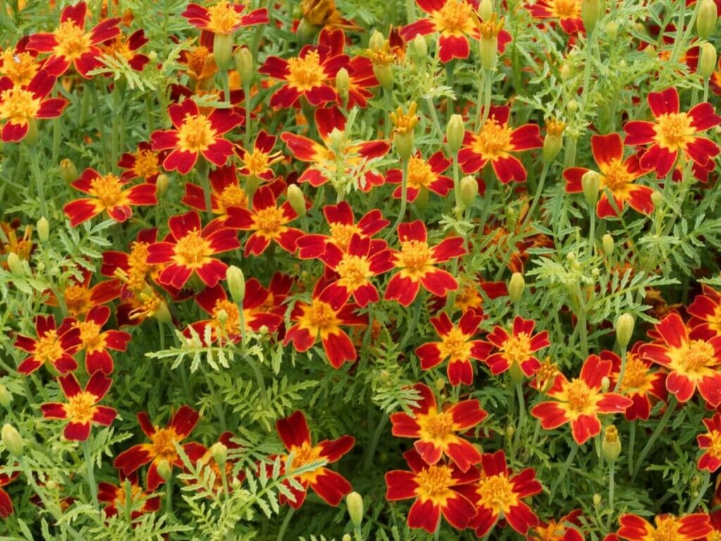 How to Trim and Prune a Marigold Plant