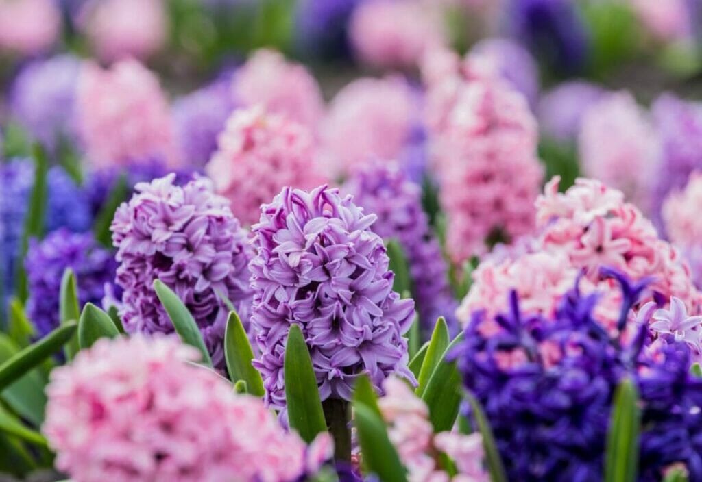 Hyacinth
