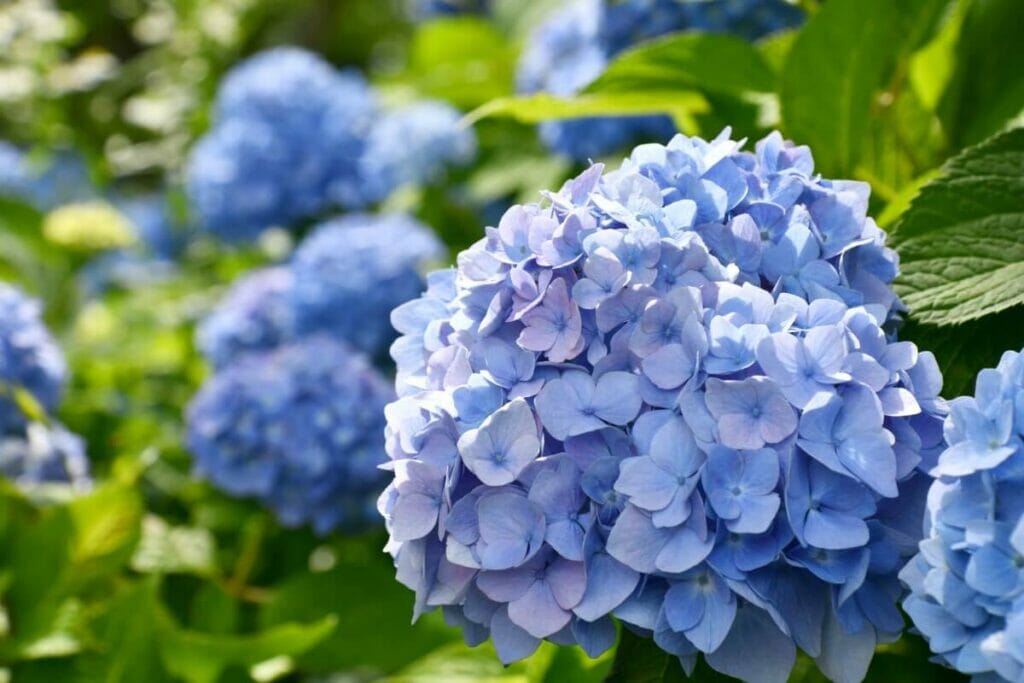 Large blue Hydrangea flower heads in bloom in a garden