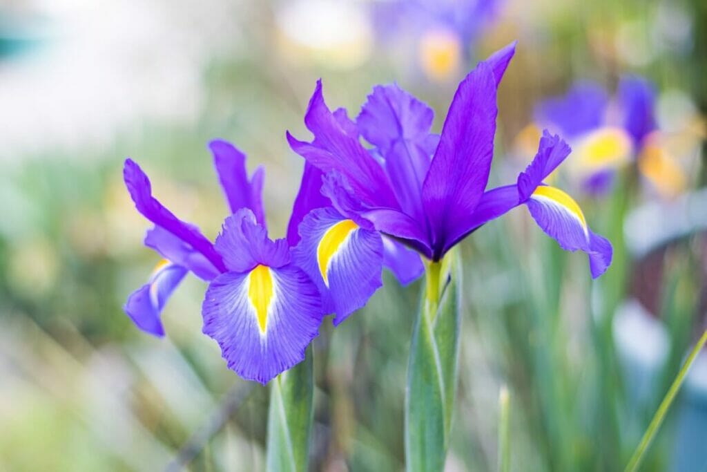 Purple iris flowers growing in a garden